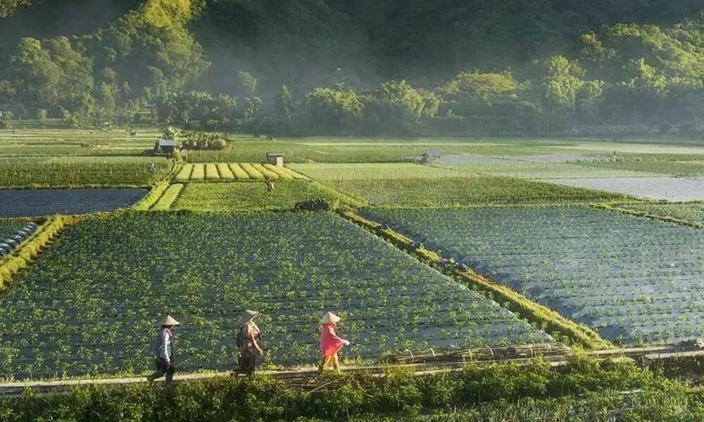 Hutan Tropis Sembalun Kesejukan dikaki Rinjani