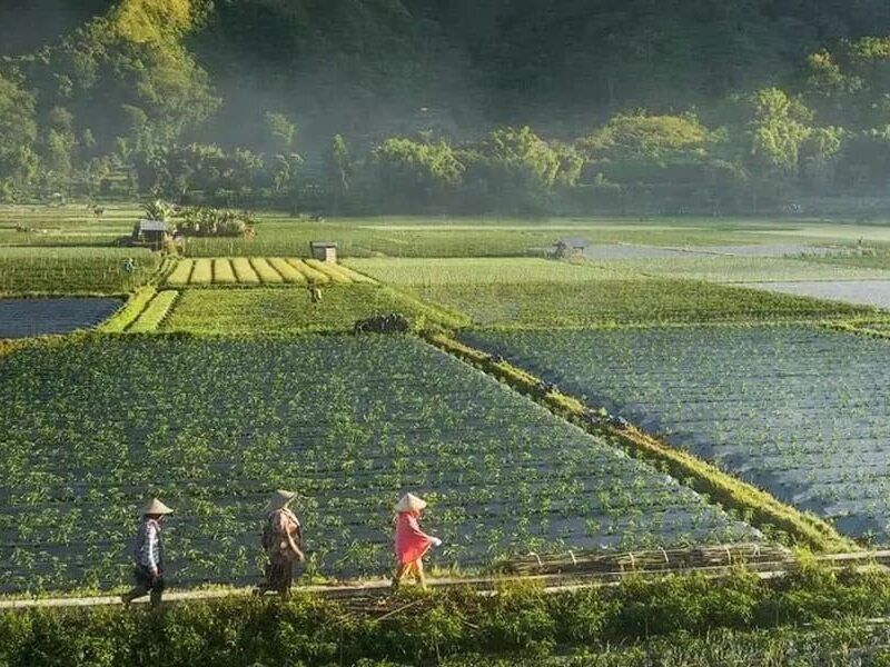 Hutan Tropis Sembalun Kesejukan dikaki Rinjani