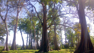 Pohon Purba Pringgabaya Lian