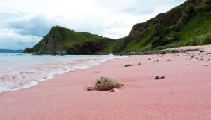Pantai Pink Wisata Bahari di Lombok