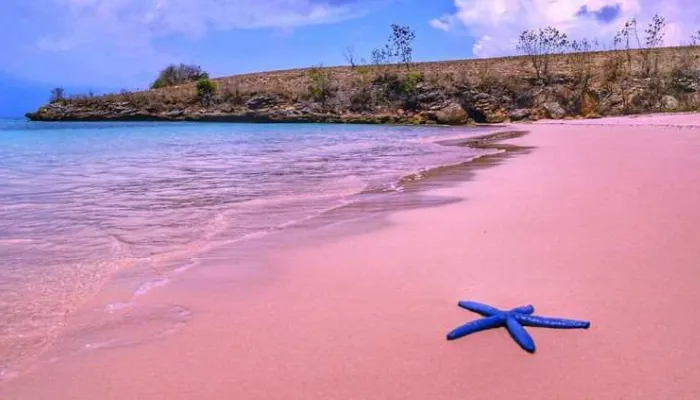 Keindahan Pantai Pink di Lombok