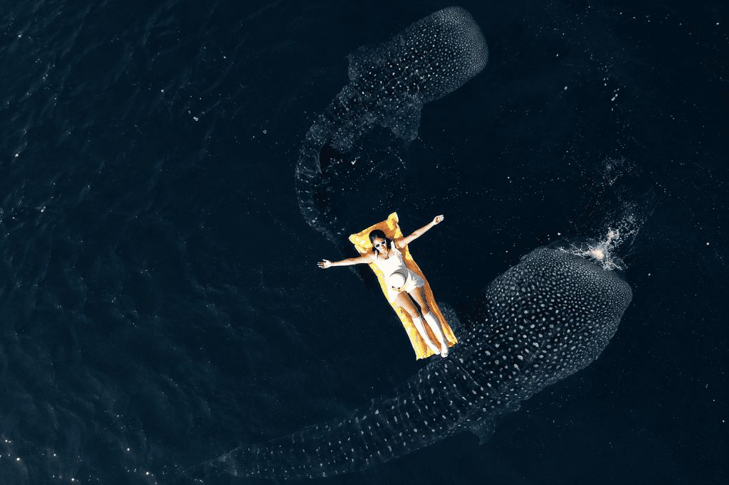 Whale Shark Trip di Lombok